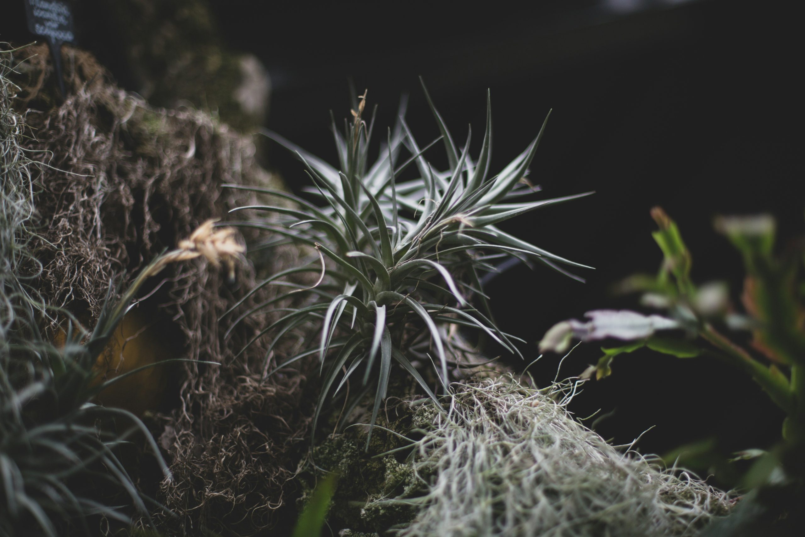 Plantas que cuidam de si? Sim é possível!