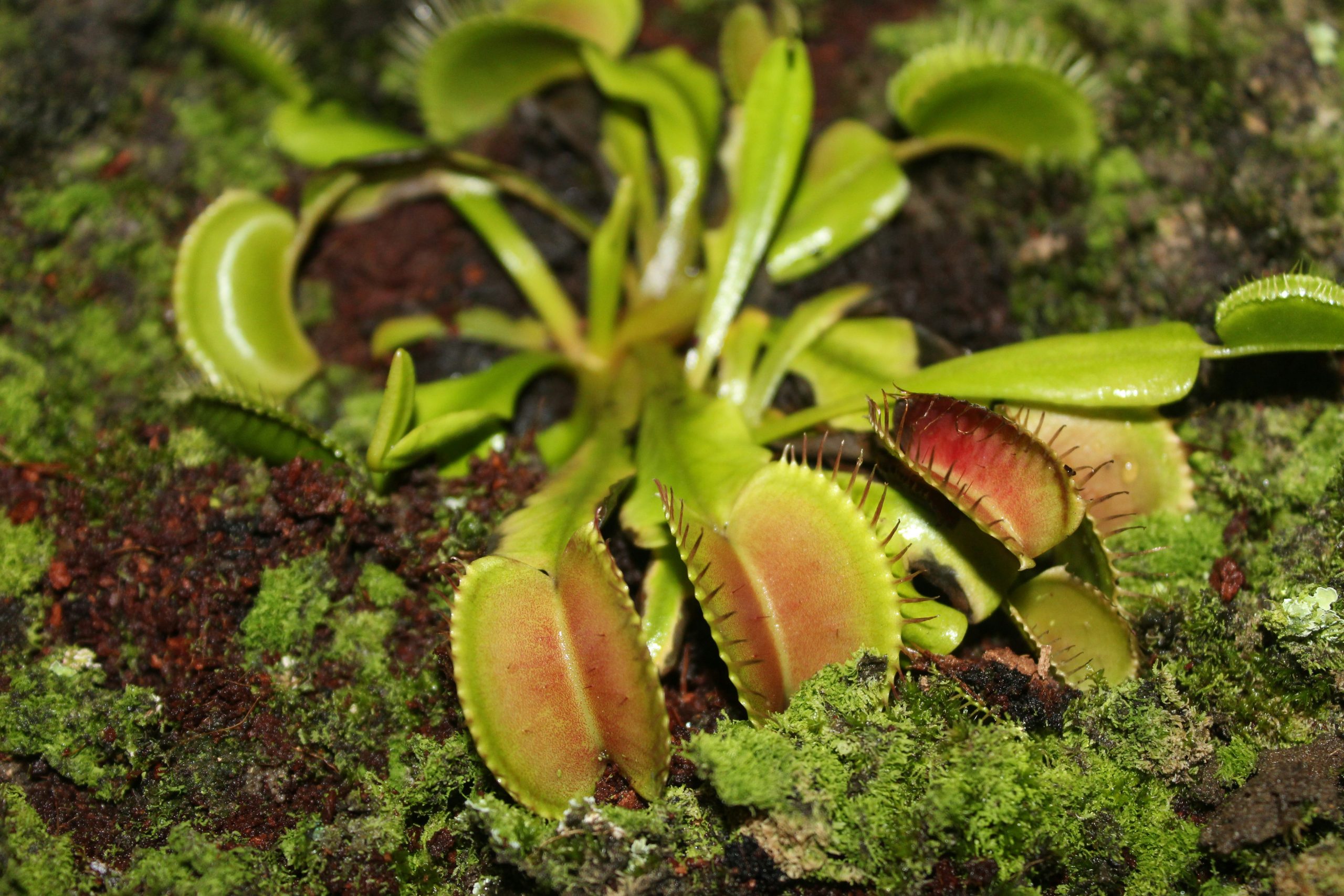 Plantas que cuidam de si? Sim é possível!
