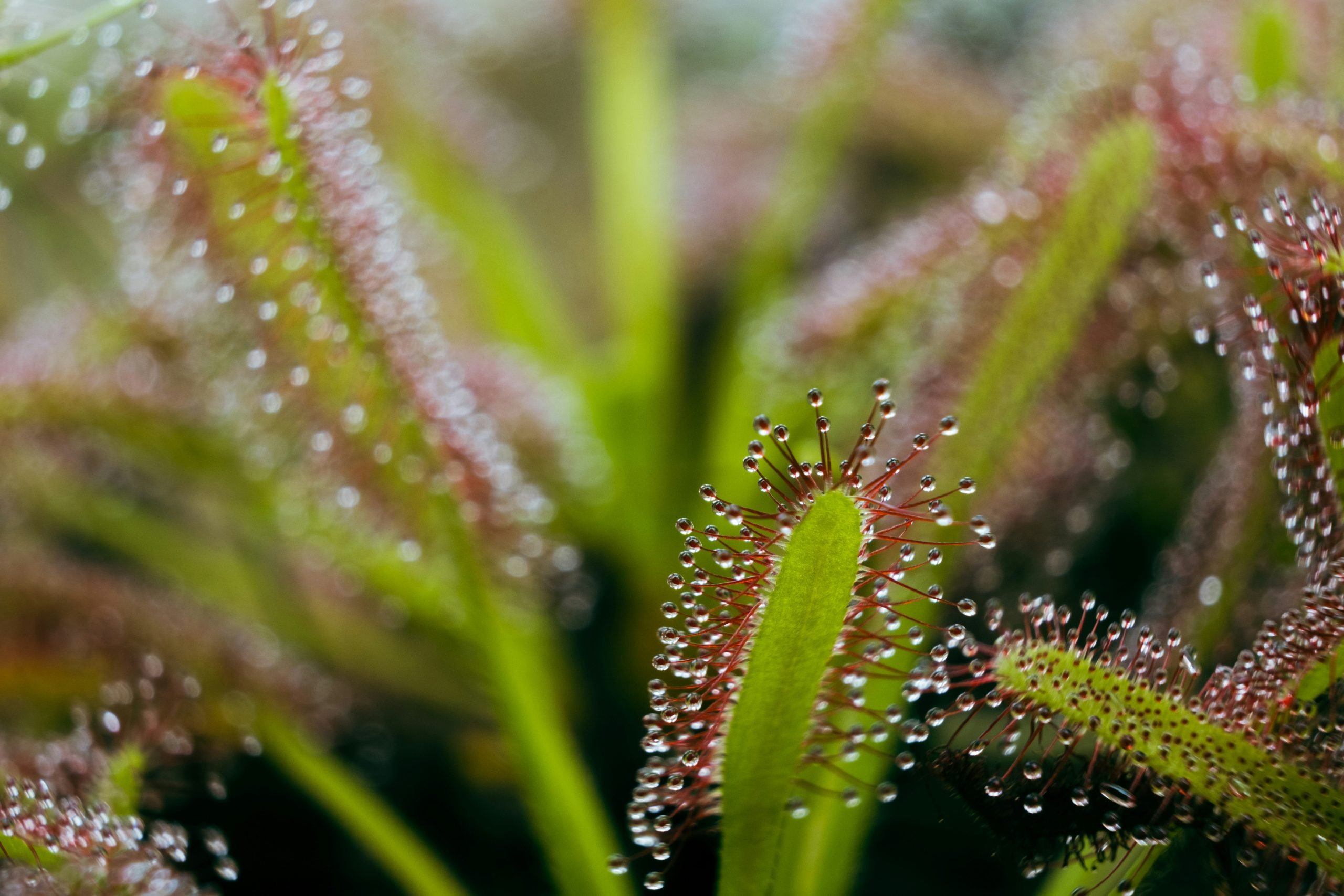 Plantas que cuidam de si? Sim é possível!